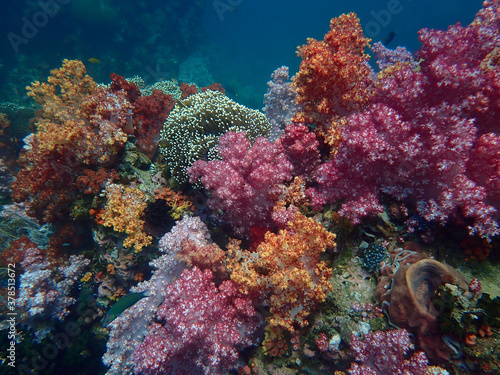 Fototapeta Naklejka Na Ścianę i Meble -  Colorful coral reef at Lipe Island, Andaman Sea, Indian Ocean, Thailand