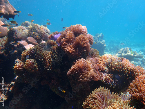 Coral reef with fish at Lipe Island  Andaman Sea  Indian Ocean  Thailand