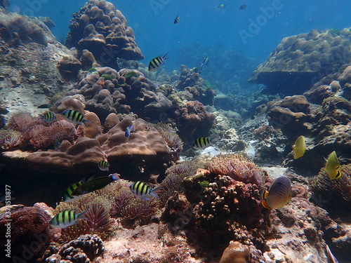 Coral reef with fish at Lipe Island, Andaman Sea, Indian Ocean, Thailand,