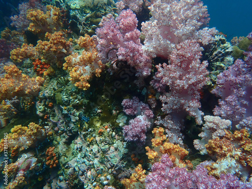 Colorful coral reef at Lipe Island  Andaman Sea  Indian Ocean  Thailand