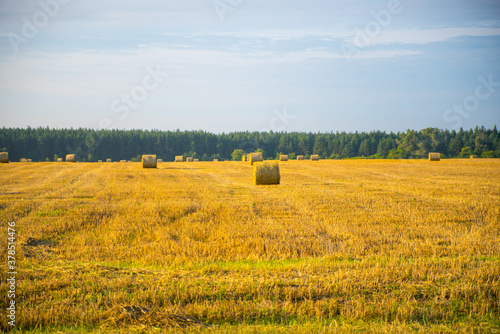 Field after haymaking with sheaves  bales of hay