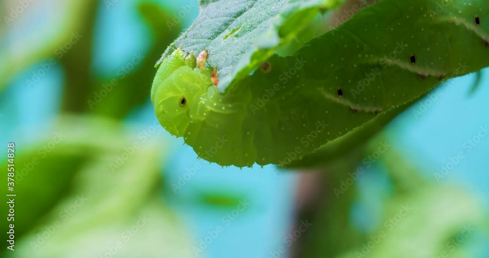 A caterpillar eating a tomato plant A caterpillar eating a tomato plant