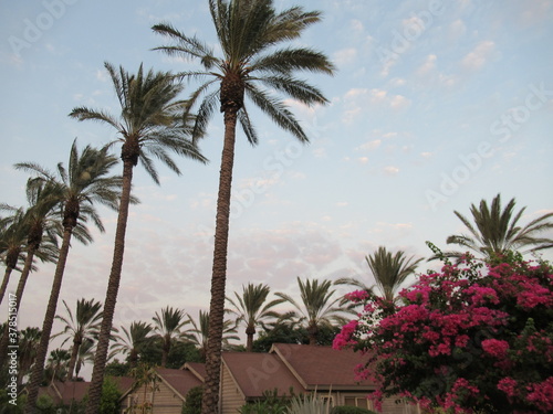 Palm trees and flowers against a sunset sky, Nir David, Israel © ShamaB