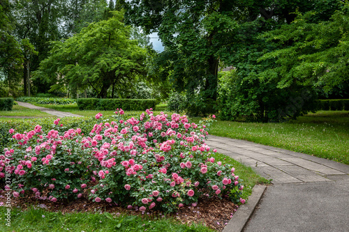 Beautiful garden with blooming roses and curved walkway.