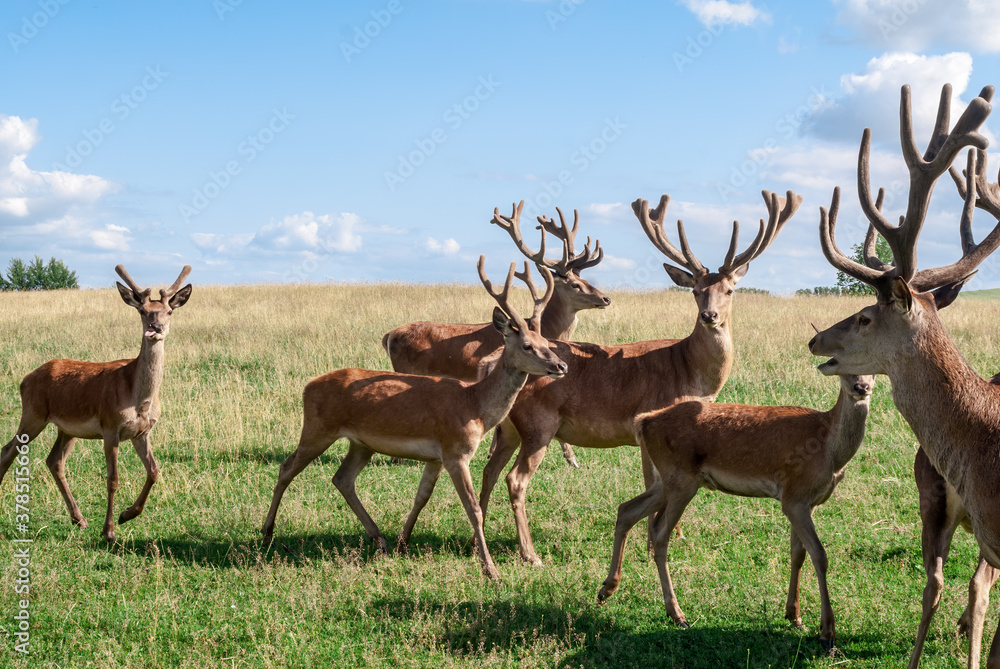 Obraz premium Red Deer (Cervus elaphus)