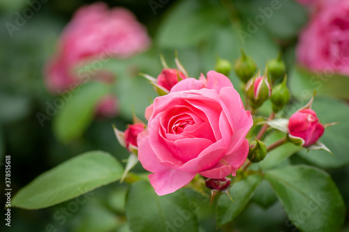 Pink rose flower with buds in roses garden. Soft focus.