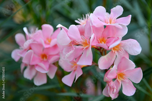 branch of pink blooming oleander close up