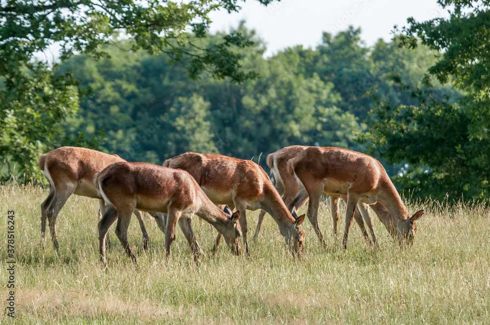 Red Deer (Cervus elaphus) Red Deer (Cervus elaphus)