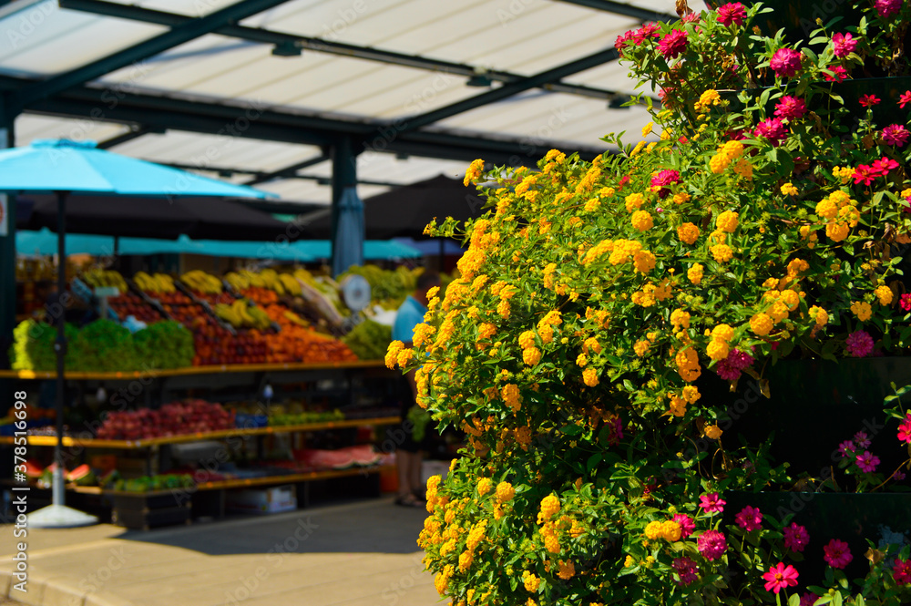 colorful blooming flowers with market in the background, Rovinj, Croatia