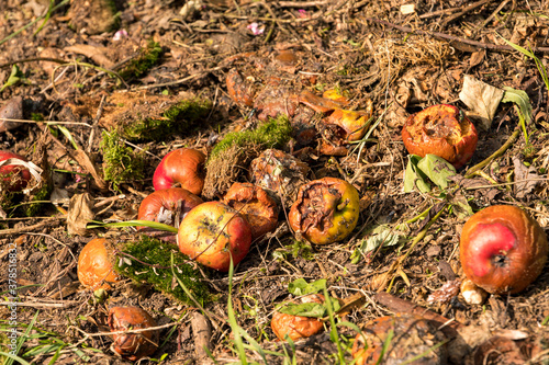 Organic waste compost with rotten apples