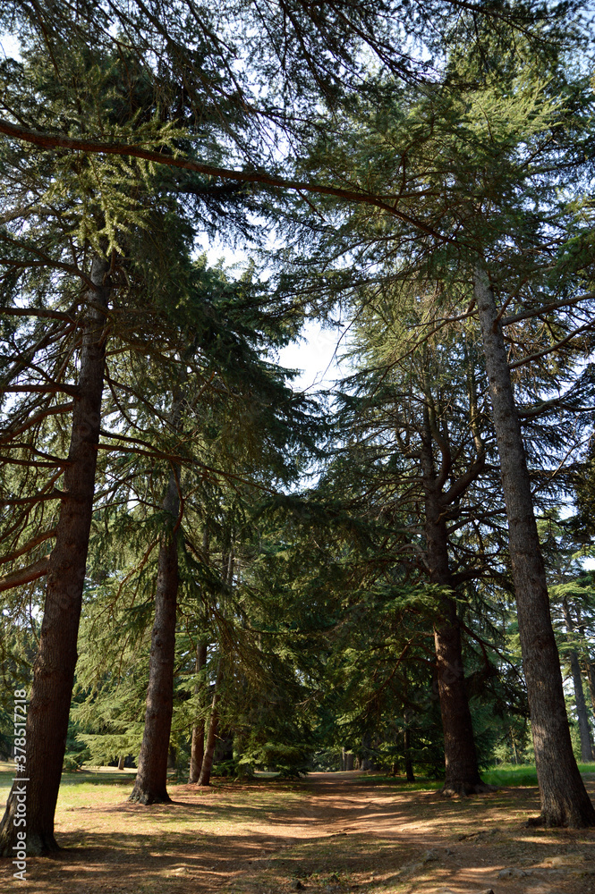 Fototapeta premium alley way between fir trees 
