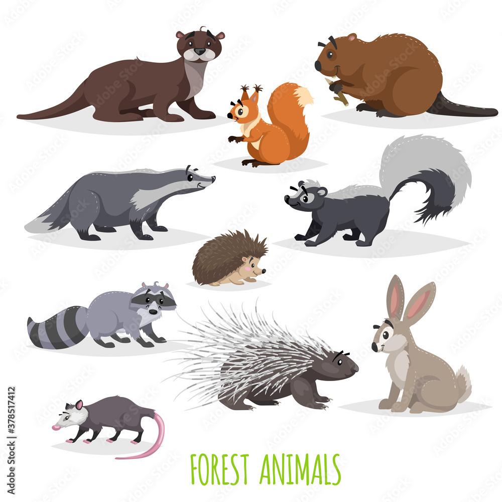 Set of woodland and forest little animals. Europe and North America fauna  collection. Raccoon, hedgehog, hare, squirrel , badger skunk, opossum,  beaver, otter and porcupine. Stock Vector | Adobe Stock