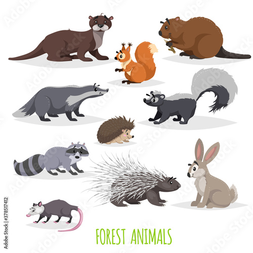 Set of woodland and forest little animals. Europe and North America fauna collection. Raccoon  hedgehog  hare  squirrel    badger skunk  opossum  beaver  otter and porcupine.