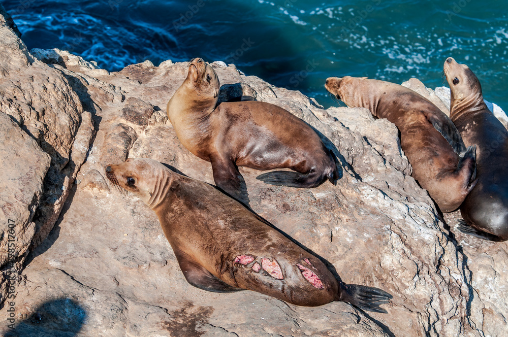 Fototapeta premium Immature California Sea Lion(Zalophus californianus) at hauling-out, Point Dume, California, USA