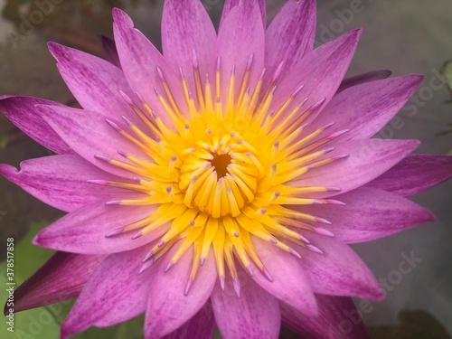 pink water lilly