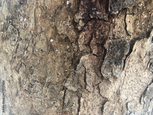 bark of tree or texture of bark black wood for background