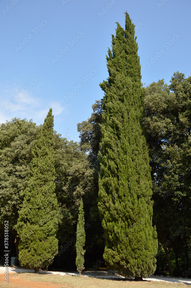 Fototapeta premium green giant thuja trees