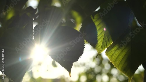 Closeup view 4k video of beautiful fresh sunny green leaves of trees with bursting through branches and foliage magic soft sunset sunlight and sunflares photo