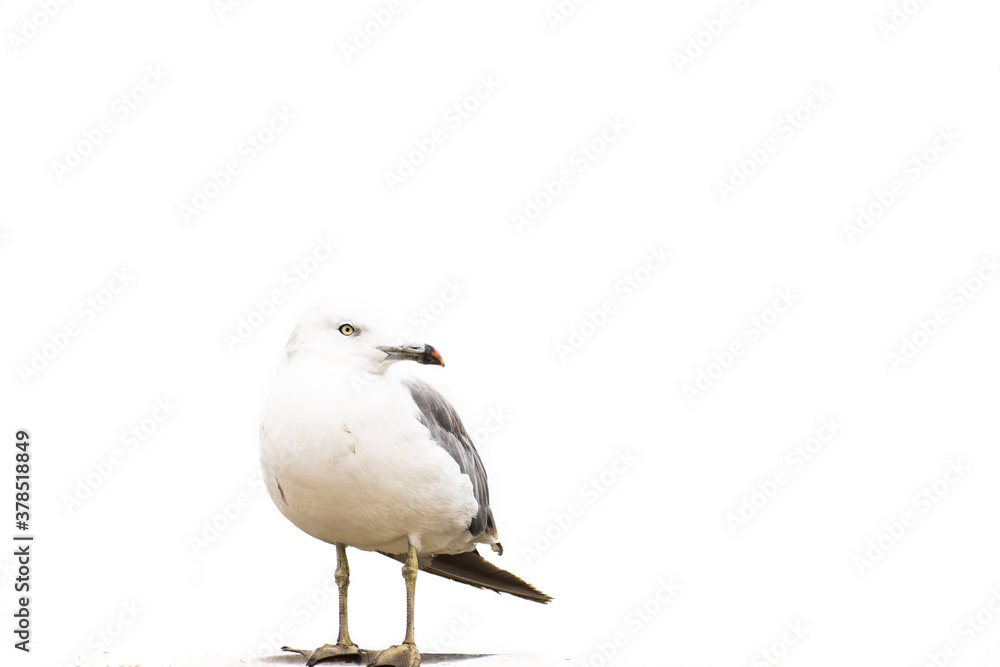 Obraz premium Seagull perched against white background.