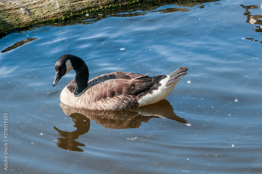 Obraz premium Canada Goose (Branta canadensis) in park, Keil, Schleswig-Holstein, Germany