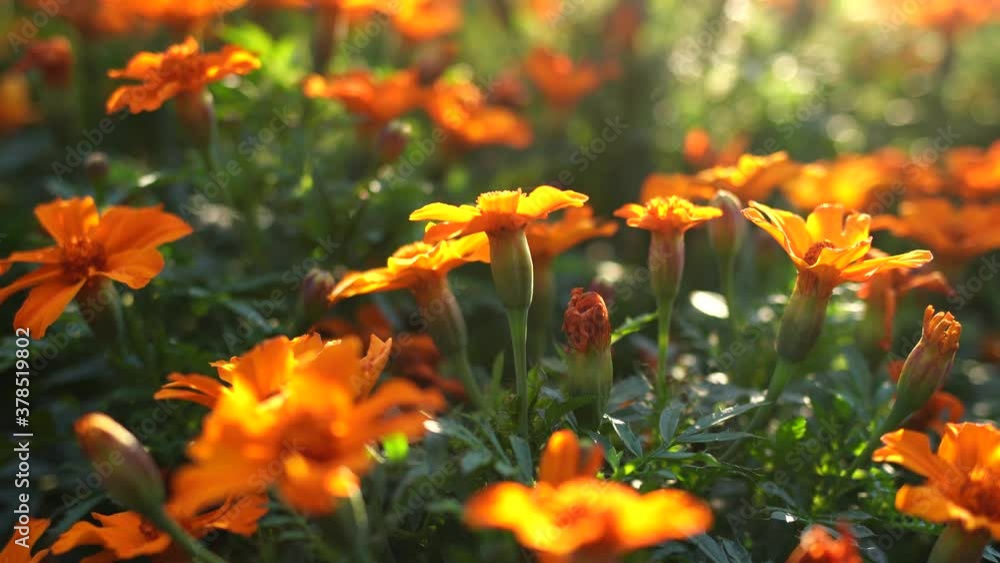 Closeup view 4k video of beautful sunny orange flowers growing in flowerbed outdoors. Closeup view 4k video of beautful sunny orange flowers growing in flowerbed outdoors.