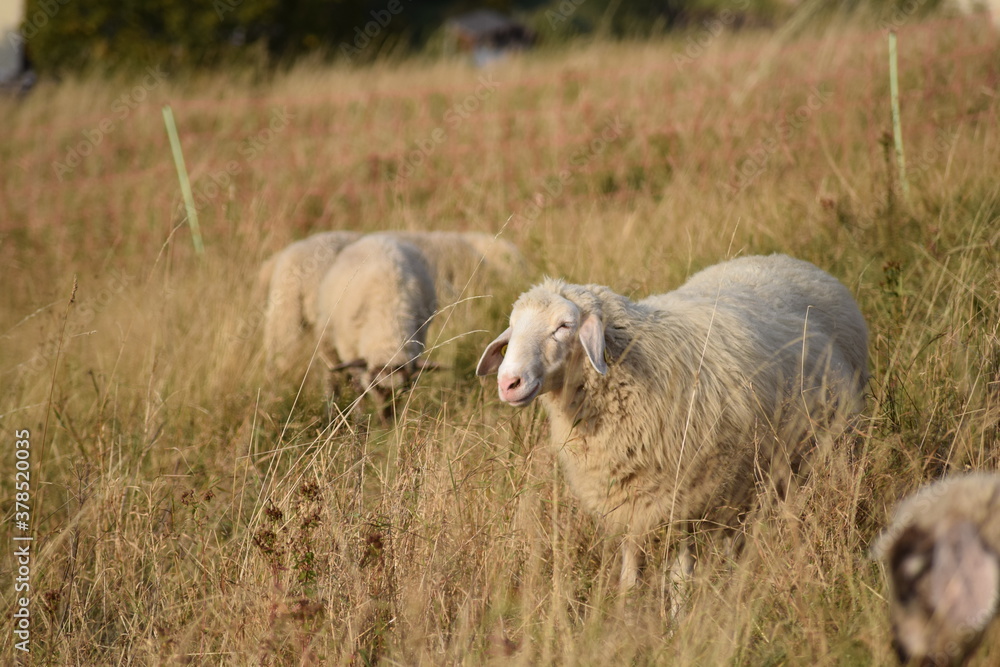 Naklejka premium Schafe im Harz