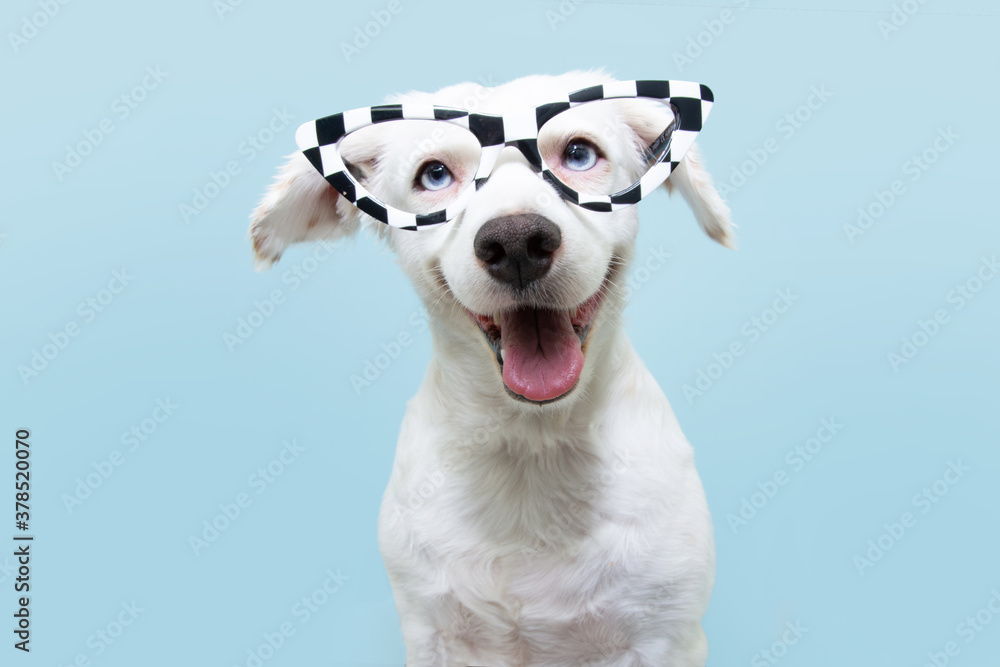 Funny dog wearing glasses celebrating halloween or carnival. Happy expression. Isolated on blue background.