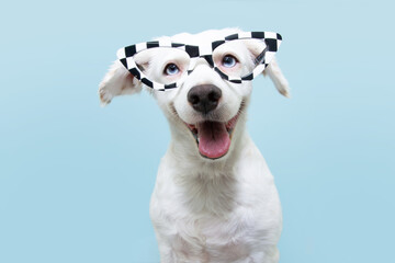 Funny dog wearing glasses celebrating halloween or carnival. Happy expression. Isolated on blue background.