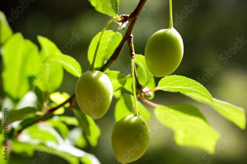 green plums on tree branch