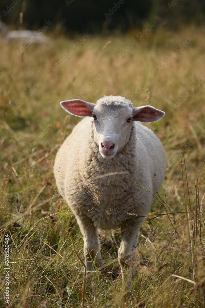 Schaf im Harz