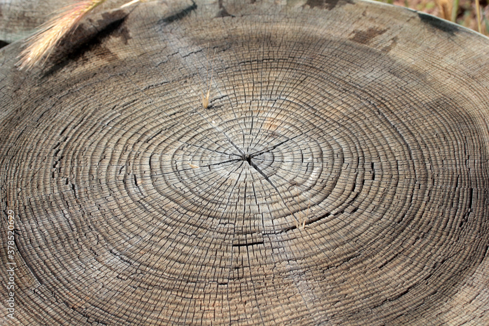Tree ring abstract background textured Tree ring abstract background textured