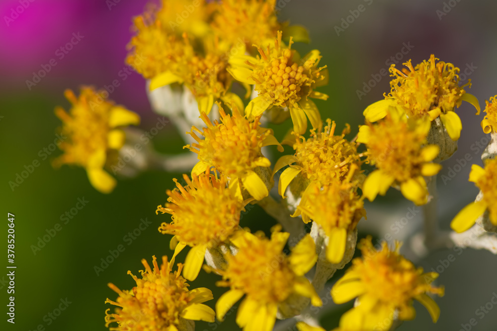 Close up on pretty dainty yellow summer flowers Close up on pretty dainty yellow summer flowers