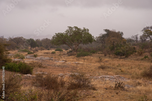 Billede på lærred A dry riverbed on a misty morning on safari in South Africa.