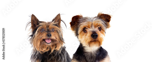 Photography Two cute small dogs with long and short hair