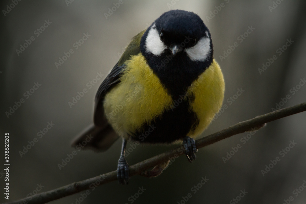 Fototapeta premium yellow wagtail on a branch in winter