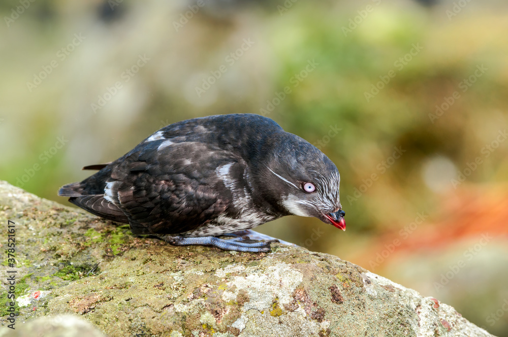 Fototapeta premium Least Auklet (Aethia pusilla) at St. George Island, Pribilof Islands, Alaska, USA