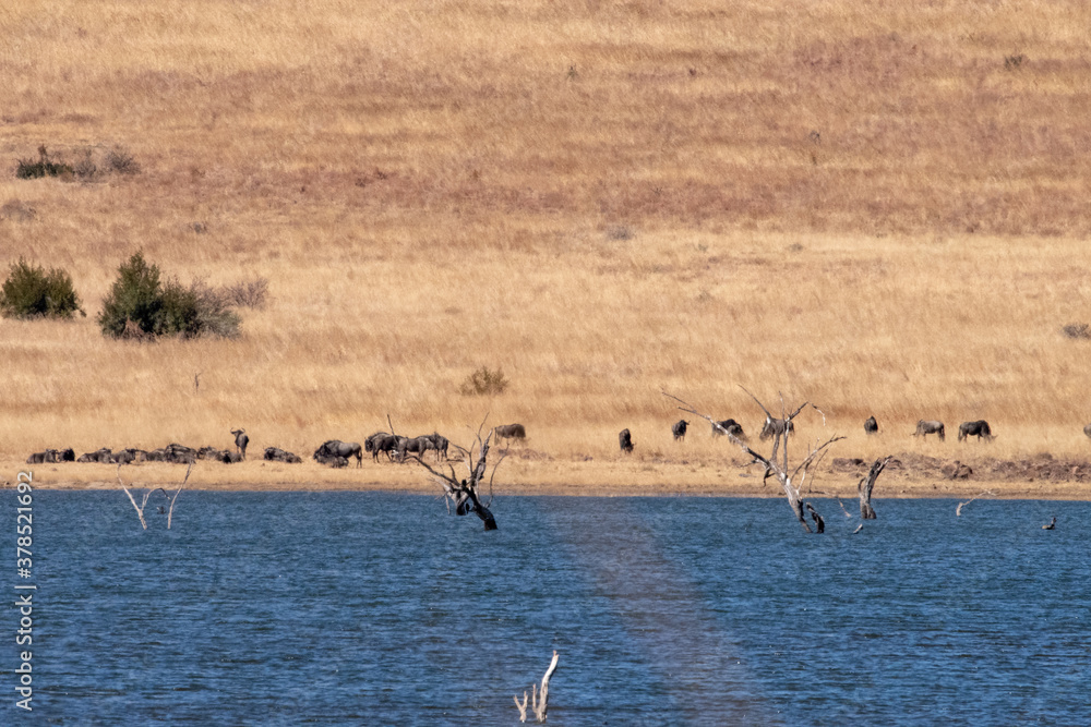 Naklejka premium A herd of wildebeest on the banks of a large body of water in winter.