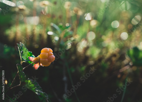 cloudberry in the forrest