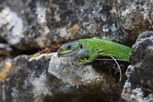 Western Green Lizard (Lacerta bilineata)  sits in a dry stone wall Germany photo