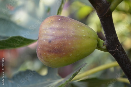 Fig tree on a tree shot in close-up
