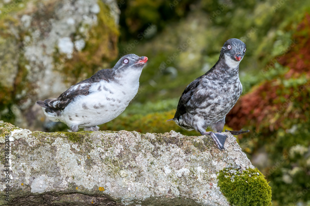 Obraz premium Least Auklets (Aethia pusilla) at St. George Island, Pribilof Islands, Alaska, USA