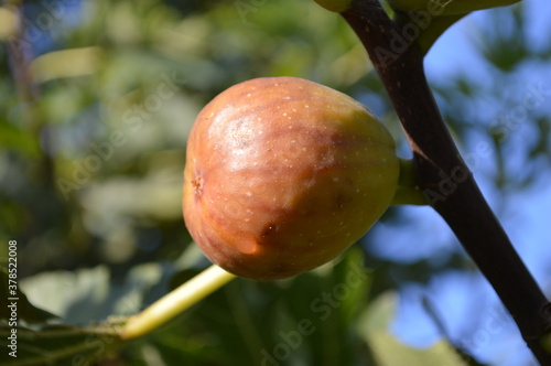 Fig tree on a tree shot in close-up