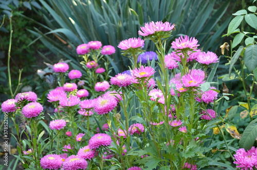 Flowers in the garden as a natural decorative element that has a beautiful scent