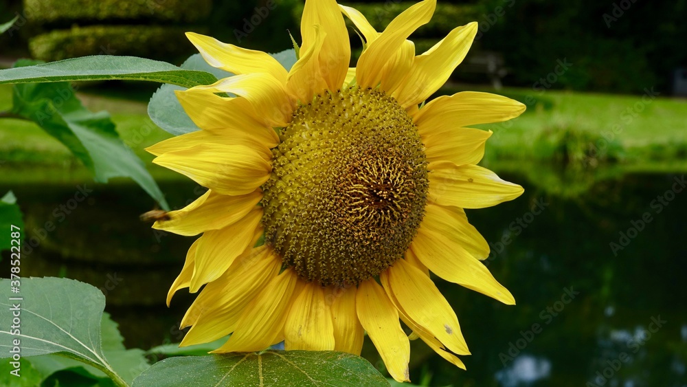 Naklejka premium Sonnenblumen im Sommer