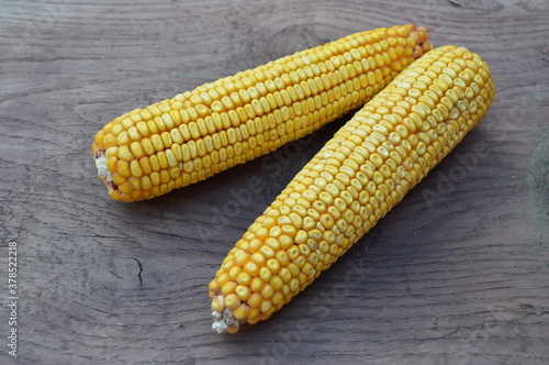 Raw Yellow Corn on the Cobb stock photo