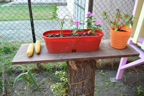 Flowers in the garden as a natural decorative element that has a beautiful scent