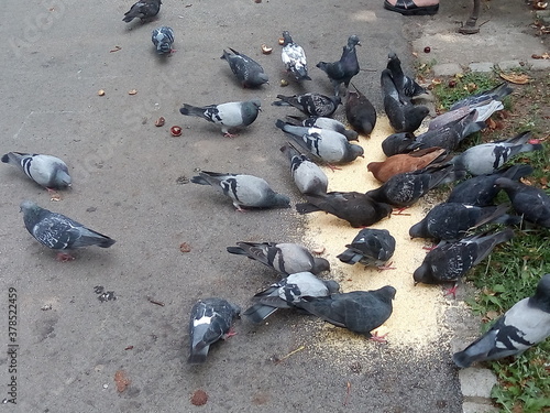 A flock of hungry pigeons feeds in the park