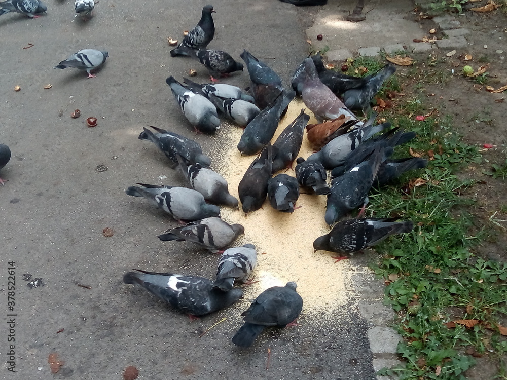 Fototapeta premium A flock of hungry pigeons feeds in the park