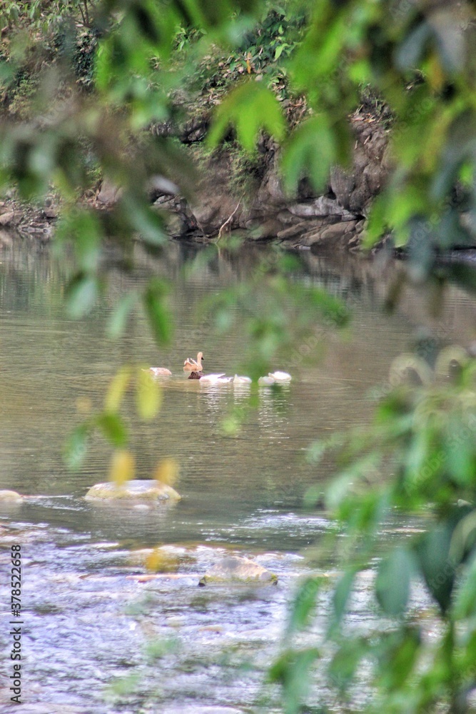 Naklejka premium great crested grebe