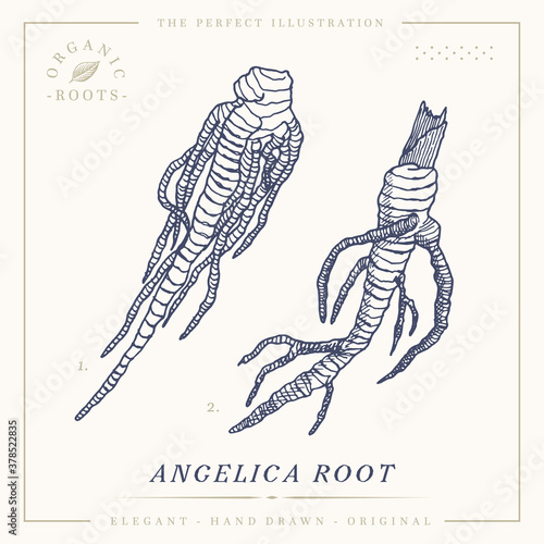 Angelica root botanical vintage retro illustration. herbal medicine garden angelica, wild celery, and Norwegian angelica photo